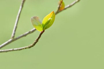 leaf