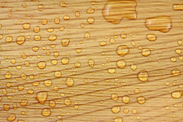 végétal hydrofuge, gaine foliaire palmier