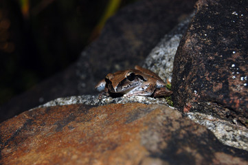 Little brown frog on rock.