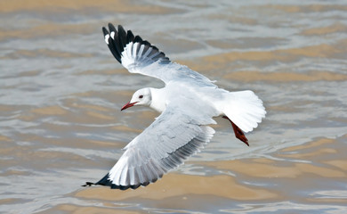 Hartlaub's Gull