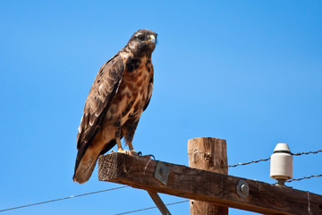 Jackal Buzzard