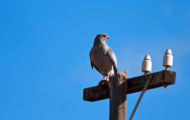 Southern Pale Chanting Goshawk