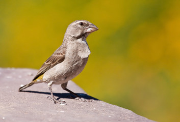 White-throated Canary