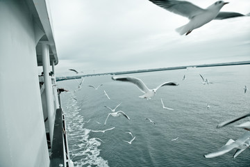 Seagulls following a ferry