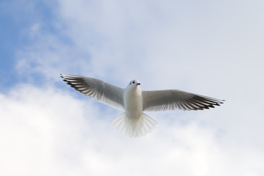 Flying seagull on the sky background