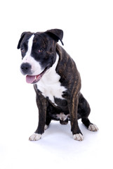 Bulldoggenmischling