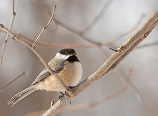 Black-capped Chickadee (Poecile atricapilla)