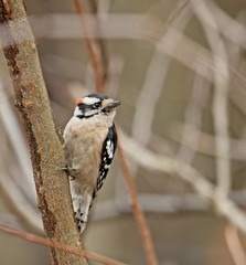 Downy Woodpecker (Picoides pubescens)