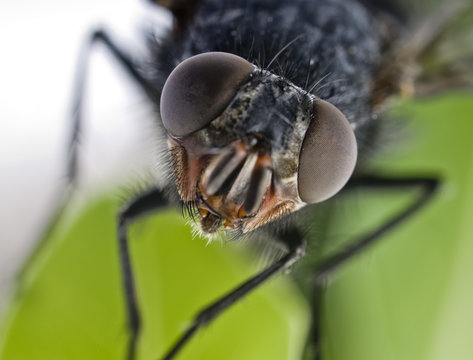 extrem close-up of a fly head
