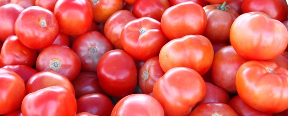 Tomates fraîches