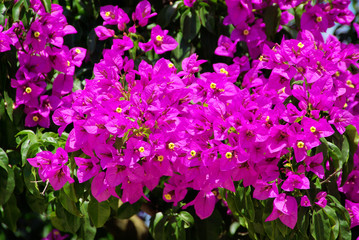 Bougainvillea 11