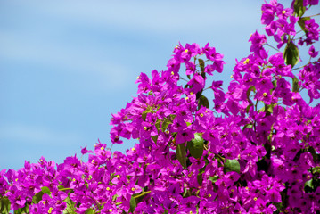 Bougainvillea 12