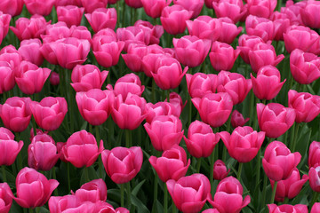 Tulips