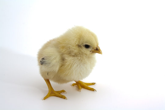 รูปภาพChicklet – เลือกดูภาพถ่ายสต็อก เวกเตอร์ และวิดีโอ253 | Adobe Stock