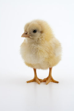 Hatchling