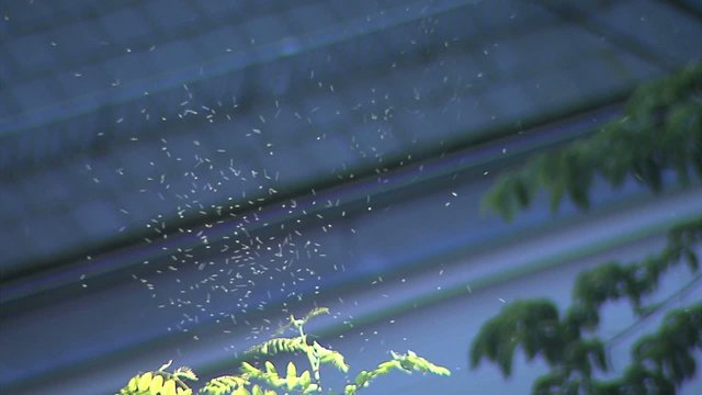 Insektenschwarm im Sonnenlicht