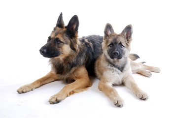 Schäferhündin mit Welpe