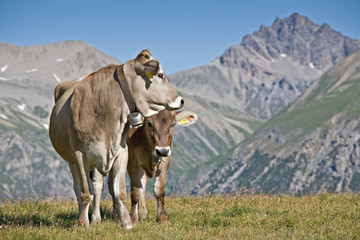 Kühe auf der Alm