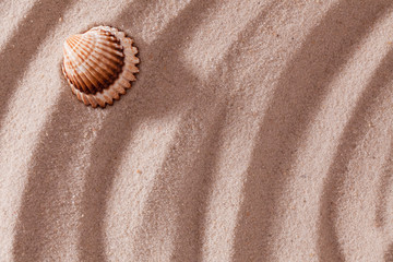 Fototapeta na wymiar shell lying on sand