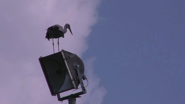 Storch Flutlicht Wolken
