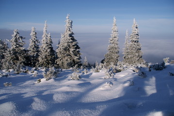 Świerki nad chmurami © GKor