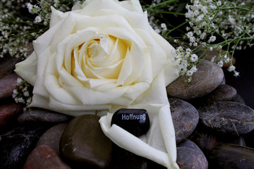 Weiße Rose auf Kieselsteinen