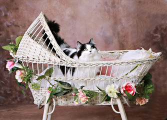 Beautiful Cat in Baby Bassinet