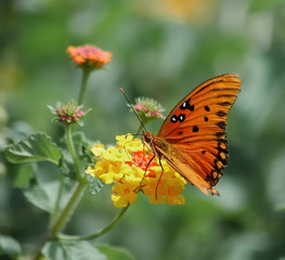 butterfly