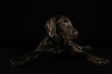 labrador3
