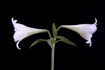 lilie © Michel Müller