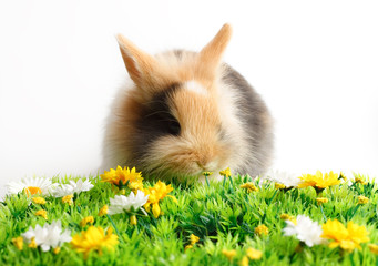 Easter