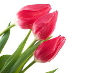 spring tulips isolated