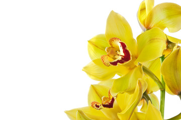 yellow orchid isolated