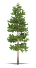 Pine