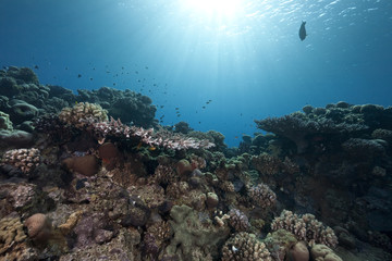 Fototapeta na wymiar Ocean, reef and fish