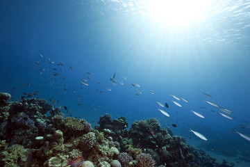 Fototapeta na wymiar Ocean, reef and fish