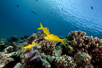 Fototapeta na wymiar Yellowsaddle goatfish and ocean