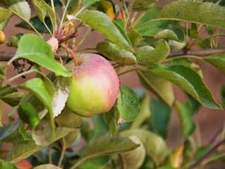 One Young Green Apple on Tree