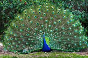 Peacock with fanned tail - Powered by Adobe