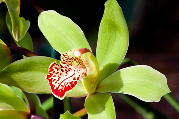 Orchid (Cymbidium)