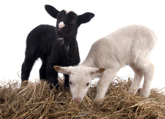 agneaux jumeaux noir et blanc