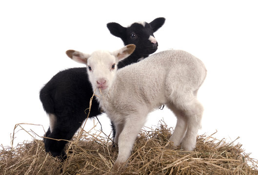 agneau noir et blanc