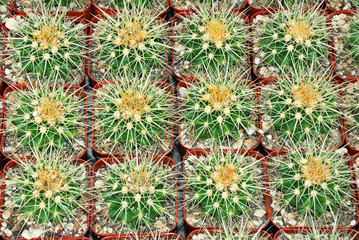 Golden barrel cactus