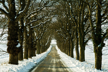 Allee im Schnee