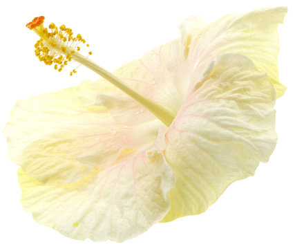 fleur blanche hibiscus fond blanc