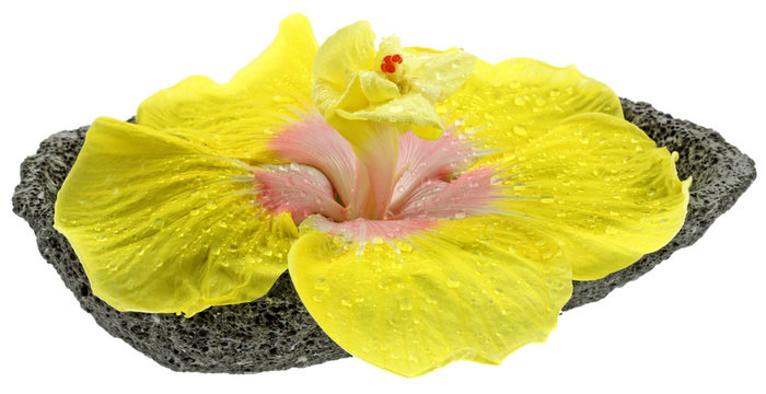 fleur jaune hibiscus coupelle pierre fond blanc
