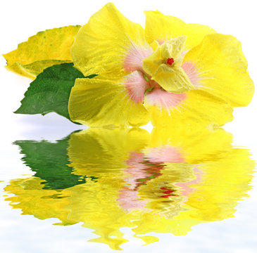 fleur jaune hibiscus fond blanc