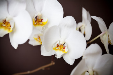 Fototapeta na wymiar Biały orchind