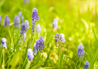 Obraz premium Spring wildflowers