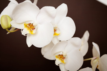 Fototapeta na wymiar Piękne orchidea na tle brązowy